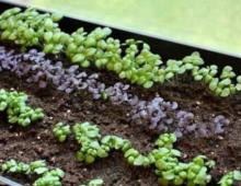Базилик: как выращивать в теплице зимой пряную зелень?