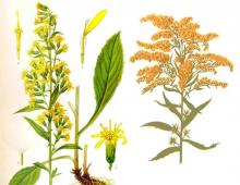 Фармакогностическое изучение золотарника кавказского (Solidago caucasica Kem