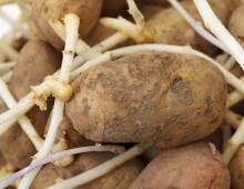 Посадка картофеля ростками вниз - необычный способ посадки, ускоряющий и увеличивающий урожай