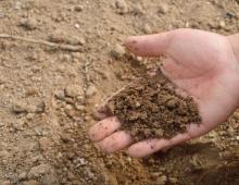 Температура почвы для посадки картофеля весной Оптимальная температура для выращивания картофеля