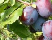 Как посадить яблоню правильно: советы садоводу Когда и как лучше сажать яблони