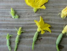 Почему огурцы пустоцветы, и что с ними делать