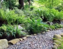 Тайнобрачные папоротники – идеальные растения для теневого сада Как рассадить папоротник садовый