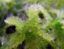 Что такое мох сфагнум: как использовать это растение