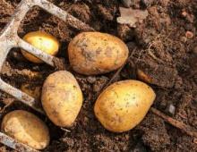 Как вырастить картофель под сеном и соломой Перекопка и окучивание: почему многие отказываются от этой технологии